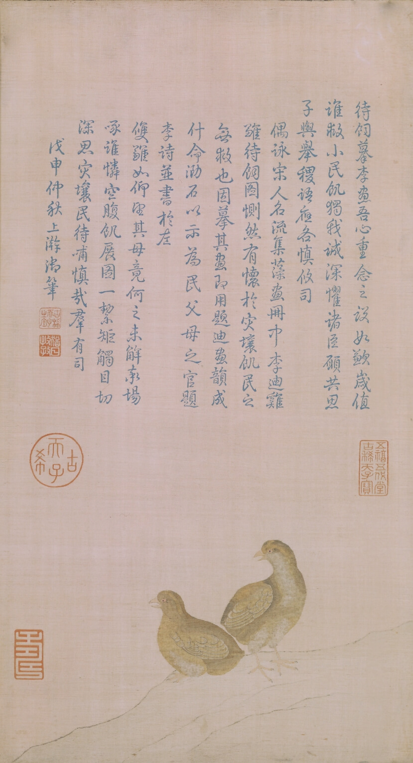 緙毛雞雛待飼圖